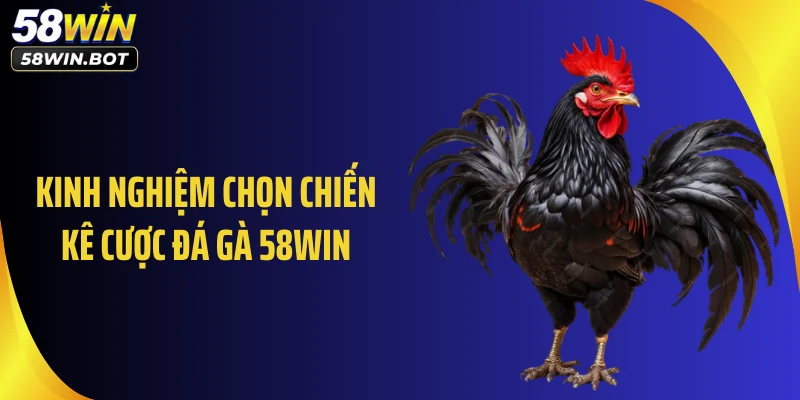 Kinh nghiệm chọn chiến kê cược đá gà 58WIN
