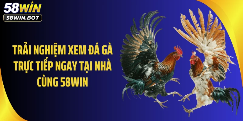 Trải nghiệm xem đá gà trực tiếp ngay tại nhà cùng 58WIN